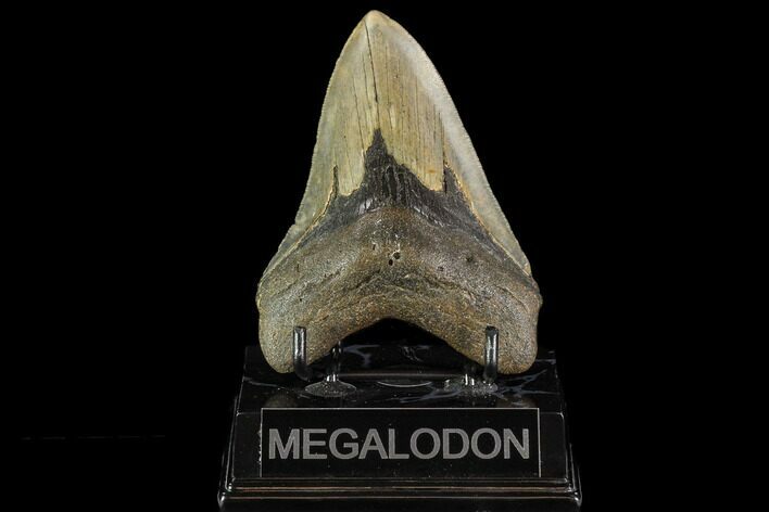 Serrated, Fossil Megalodon Tooth - North Carolina #109679